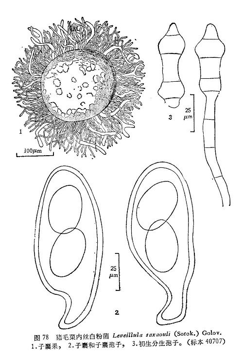 猪毛菜内丝白粉菌（梭梭白粉病）_lyyhsw0096.jpg