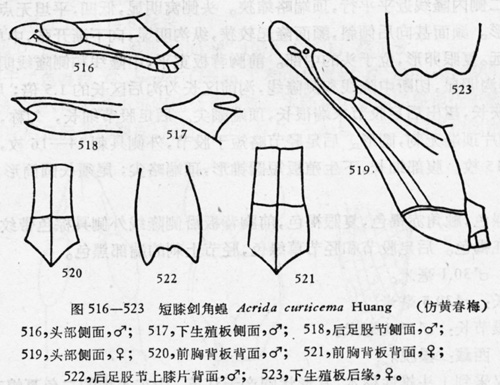 短膝剑角蝗_hc_239.jpg