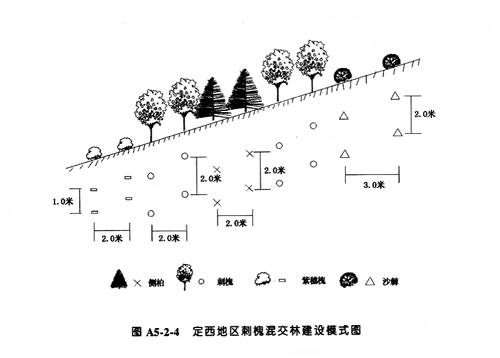 定西地区刺槐混交林建设模式_P75.JPG